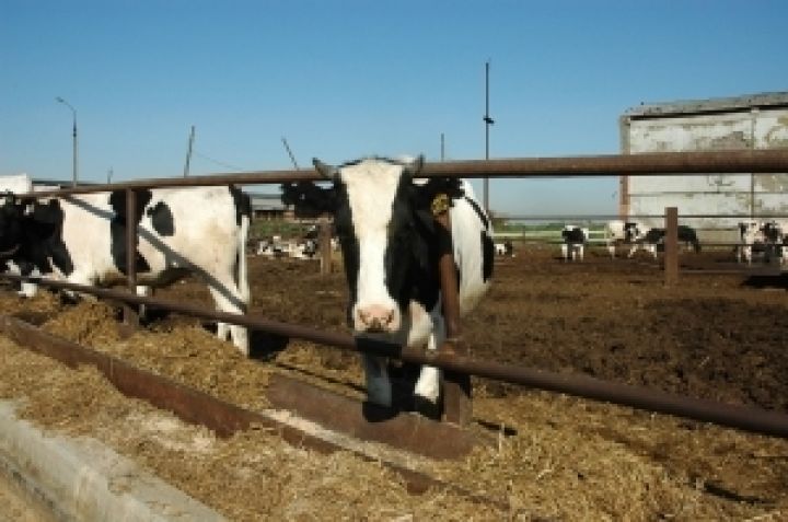 Агрокомбинат ДУСи передумал строить молочную ферму в Черниговской области