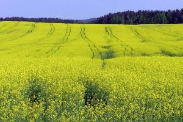 Беларусь. Урожай рапса увеличился на 86% в 2012 году