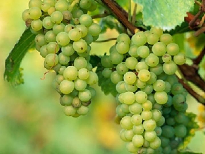 Перу. Экспорт винограда вырос на 152% 