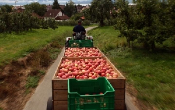 Австрия увеличила экспорт яблока в Украину