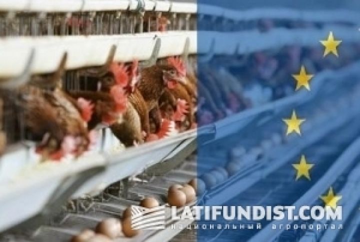 Выход украинской курятины на рынок ЕС — под угрозой
