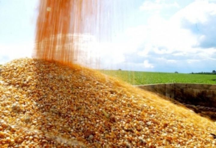 Украина наращивает экспорт кукурузы в Великобританию