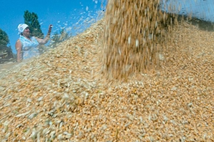Европейская пшеница ослабла в «связке» с Чикаго
