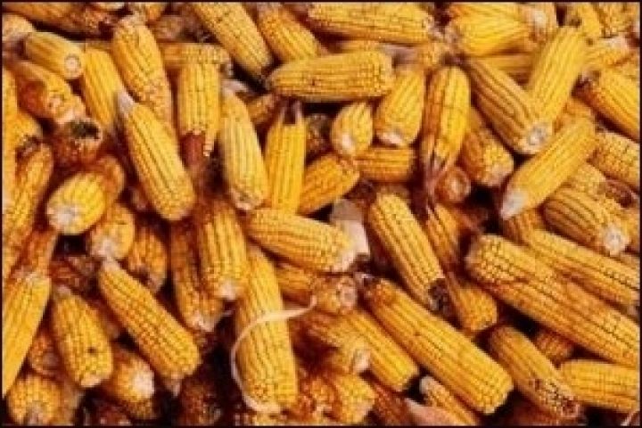 Китай массово скупает пшеницу и кукурузу