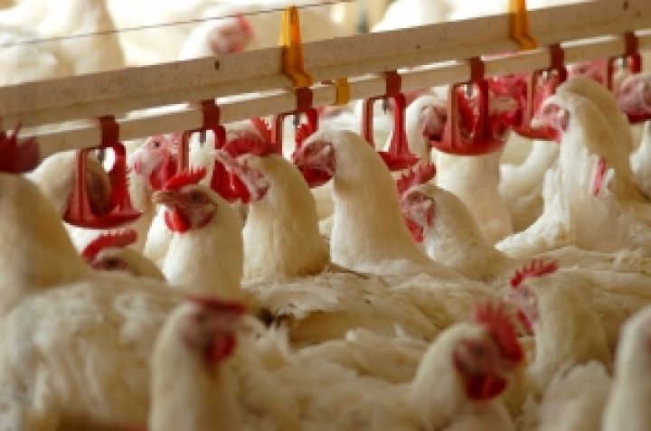 Украина увеличила импорт мяса птицы на 87,6%