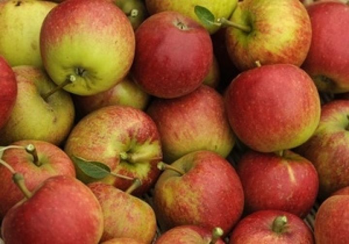Экспорт яблок из Украины продолжает падать