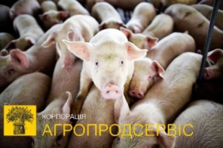 Агропродсервис планирует запустить крупный свинокомплекс в 2013 году