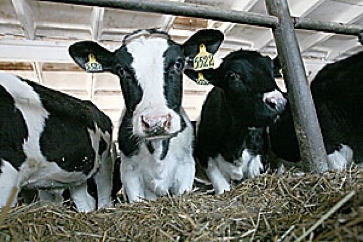 Россия. Минсельхоз подтвердил массовую гибель импортного скота в трех регионах