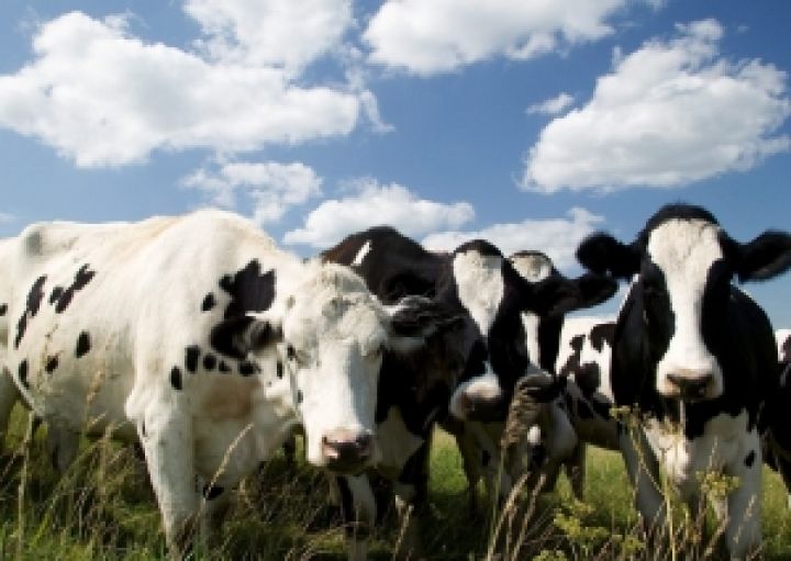 Эксперты аграрного рынка выступают за отмену 30% пошлины на экспорт скота