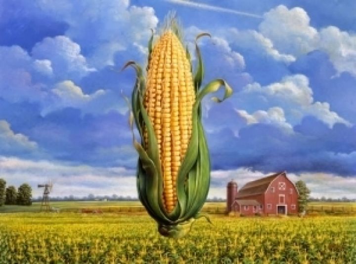 Украина ежегодно теряет около полмиллиарда долларов на экспорте кукурузы