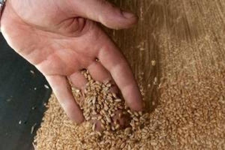 Россия рассматривает возможность закупок зерна за рубежом