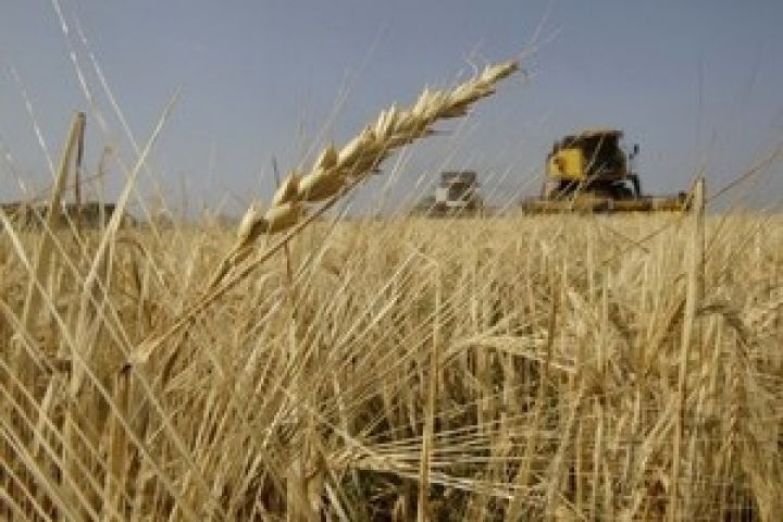 Улучшен прогноз экспорта пшеницы из Украины в текущем маркетинговом году