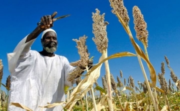Украинскую сельхозтехнику и удобрения планируют отправить в Африку