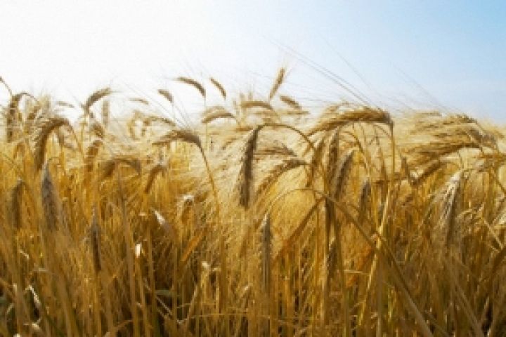USDA повысило прогноз производства ячменя в Украине