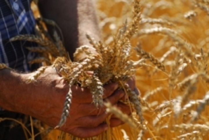 Выращивать менее 17 ц/га пшеницы — работать «в минус» — аналитик