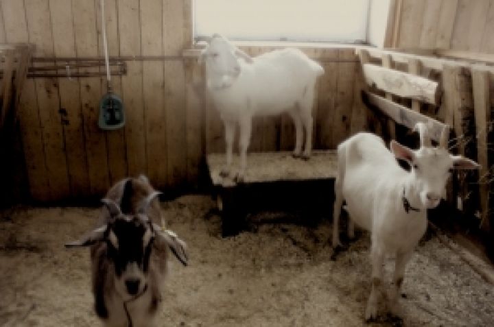 Фермерское хозяйство Семеро козлят намерено увеличить поголовье коз