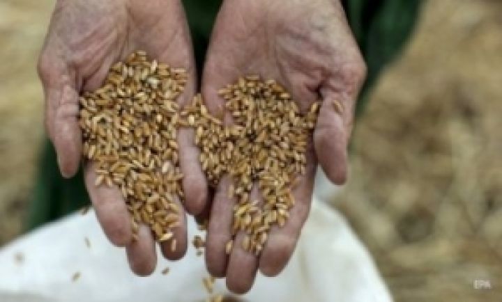 Мировые цены пшеницу имеют шанс оттолкнуться от «дна»?