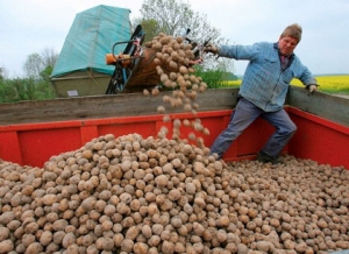 В Украине не хватает мощностей по хранению картофеля