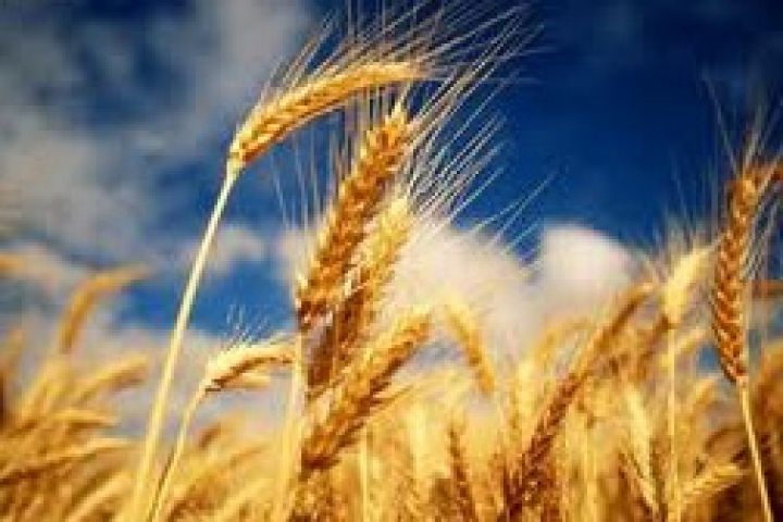Украина может сократить площади под яровыми зерновыми почти на 10%
