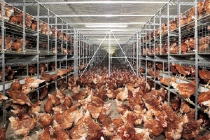 Украина будет наращивать поголовье птицы в 2013 году