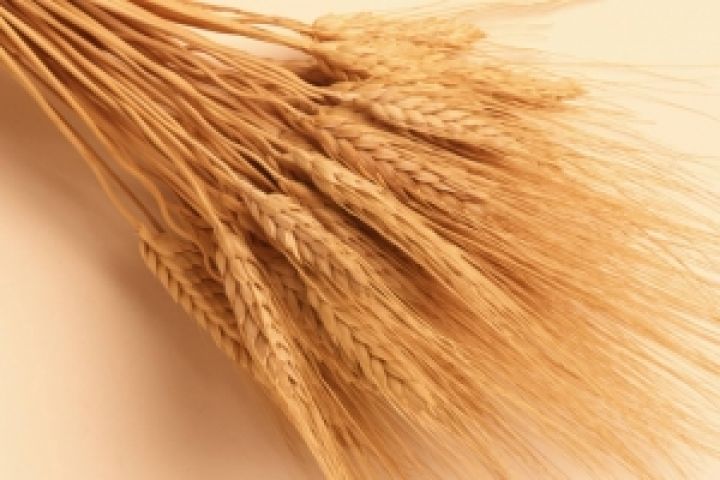 Индия. Производство пшеницы достигнет рекорда