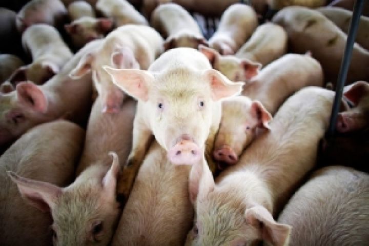В Луганской области запустили новую свиноферму