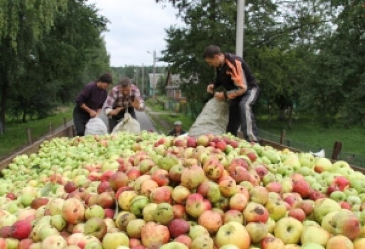 Сварог Вест Груп планирует увеличить площади яблоневых садов на 14,3% 