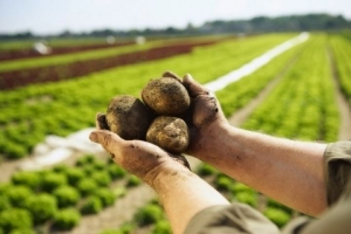 В Украине выращивают 200 центнеров картофеля с гектара