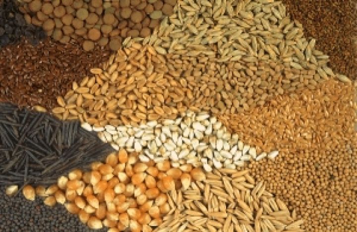 Госсельхозинспекция Украины вводит реестр сертификатов на семена