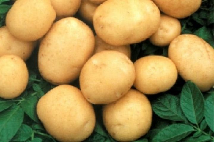 Россия. Ученые вывели уникальный сорт картофеля