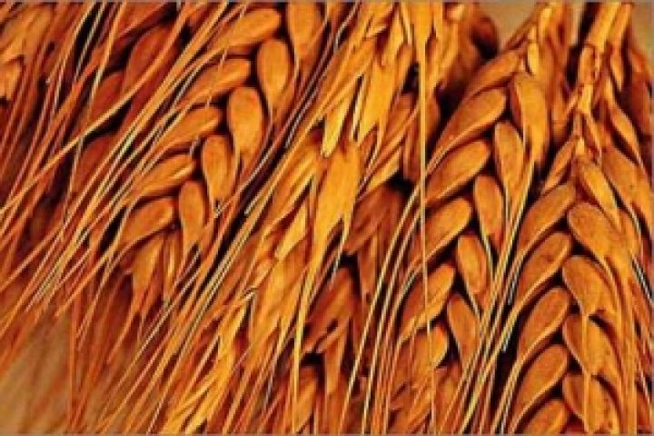 ЕС: В структуре импорта ыфуражной пшеницы увеличится доля США и Бразилии