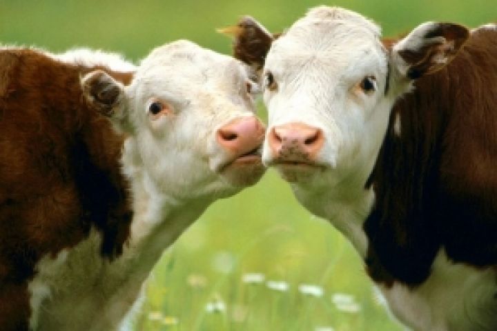 США. Рекордный забой молочных коров