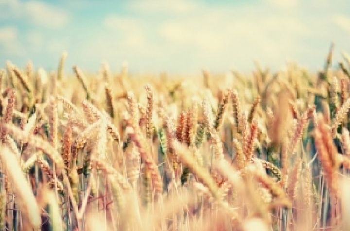 Прогнозируемый урожай зерновых в 2013 году — более 45 млн тонн — ГПЗКУ