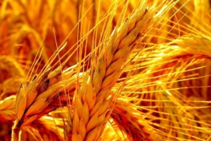 Египет резко уменьшит зависимость от импорта пшеницы