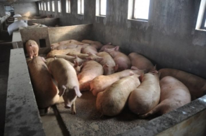 Агрофирма Свитанок в 2013 году запустит свинокомлпекс в Харьковской области 