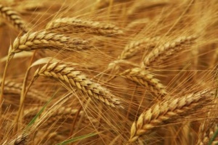 Аграрный фонд заключил форвард на 1 млн тонн зерна урожая 2013 года