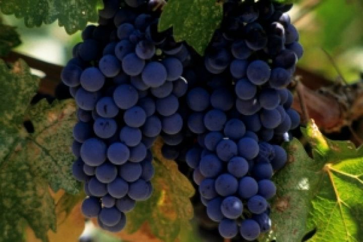 Украина возобновит членство в Международной организации винограда и вина