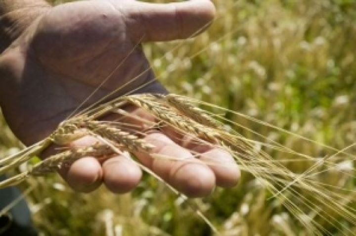 Восток Украины — крупнейший переработчик зерновых и масличных культур в стране