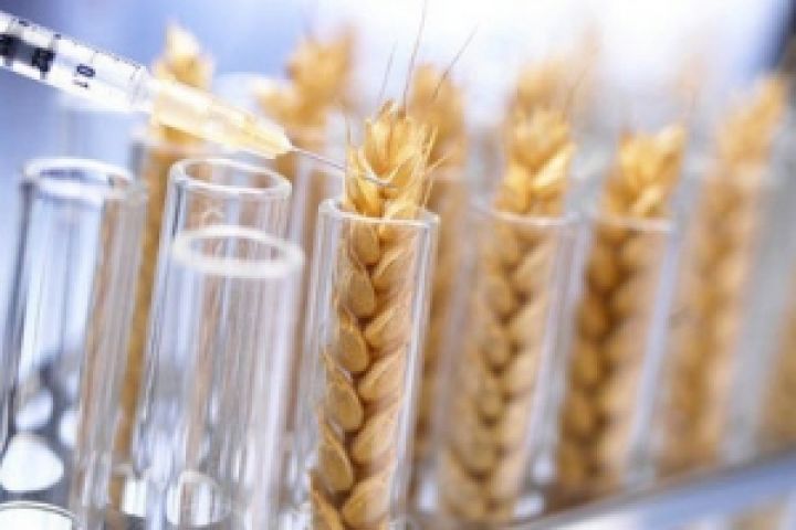 Инновации в растениеводстве — клоновое производство зерна
