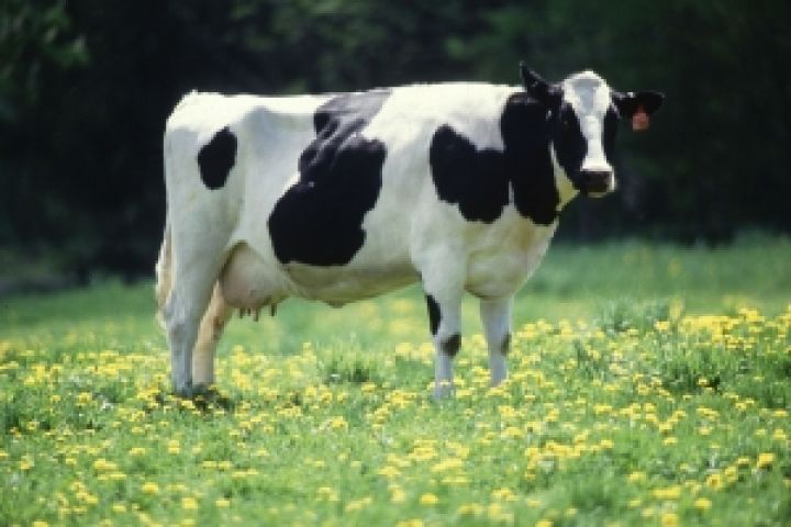Производительность молочного скотоводства выросла на 19 кг