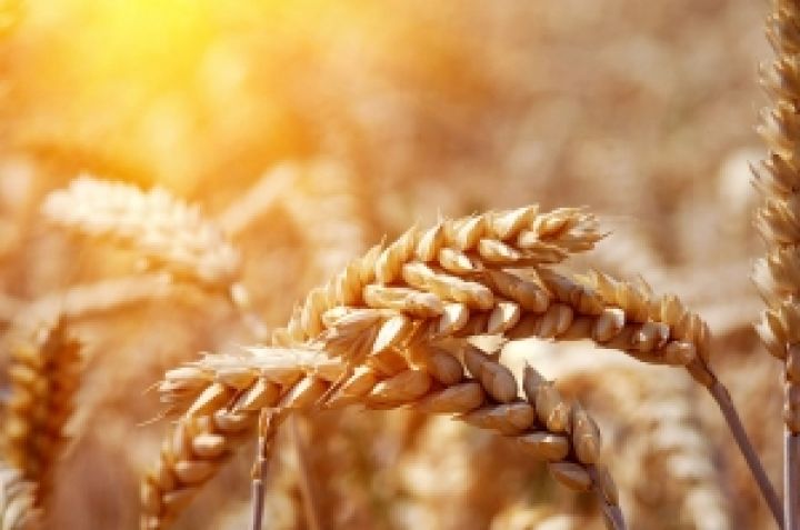 Производство зерновых в ЕС вырастет на 7%