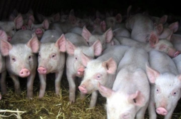 Свиней можно выращивать быстрее и экологичнее — генетики