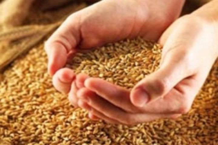 Украину ожидает рекордный урожай зерновых — УЗА