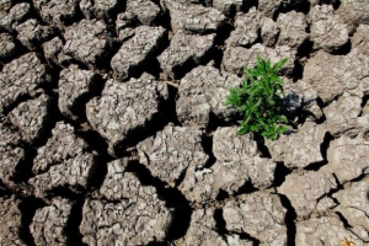 ООН призывает к борьбе с засухой