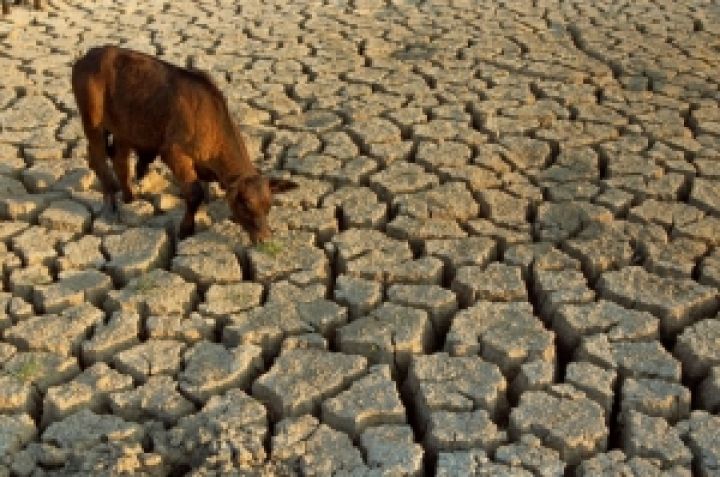 Новая Зеландия. Рекордная за 30 лет засуха угрожает сельскому хозяйству