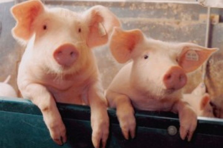 Британия завоевывает международный рынок свинины
