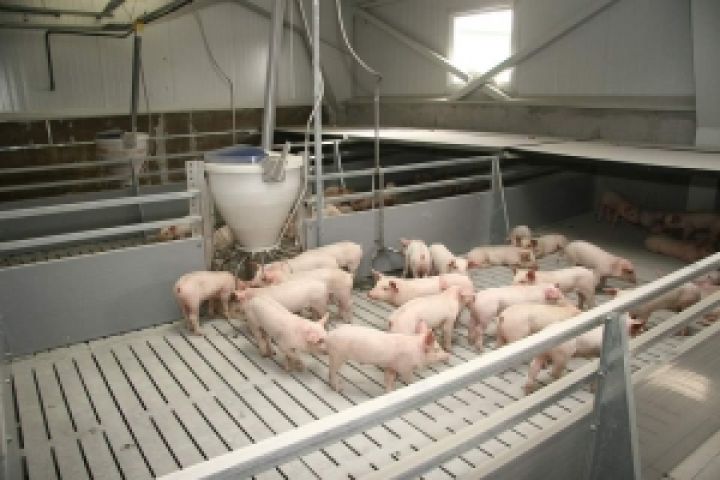 Haka инвестирует миллионы евро в свинокомплекс на Полтавщине