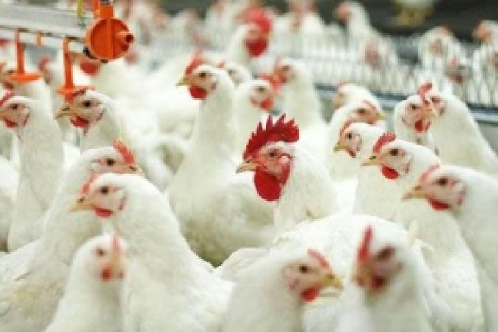 Украина способна удвоить экспорт курятины уже в этом году