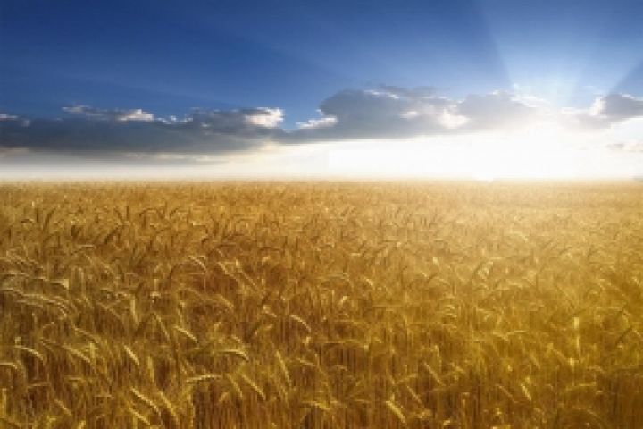 Европа наращивает производство зерновых