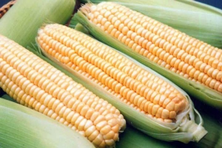 Экспортный потенциал украинской кукурузы — 14 млн тонн